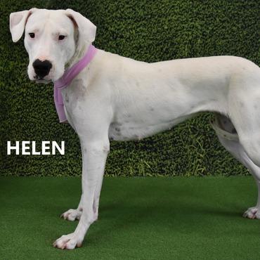 Helen, Adoptable, Young Female Great Dane & Dogo Argentino.