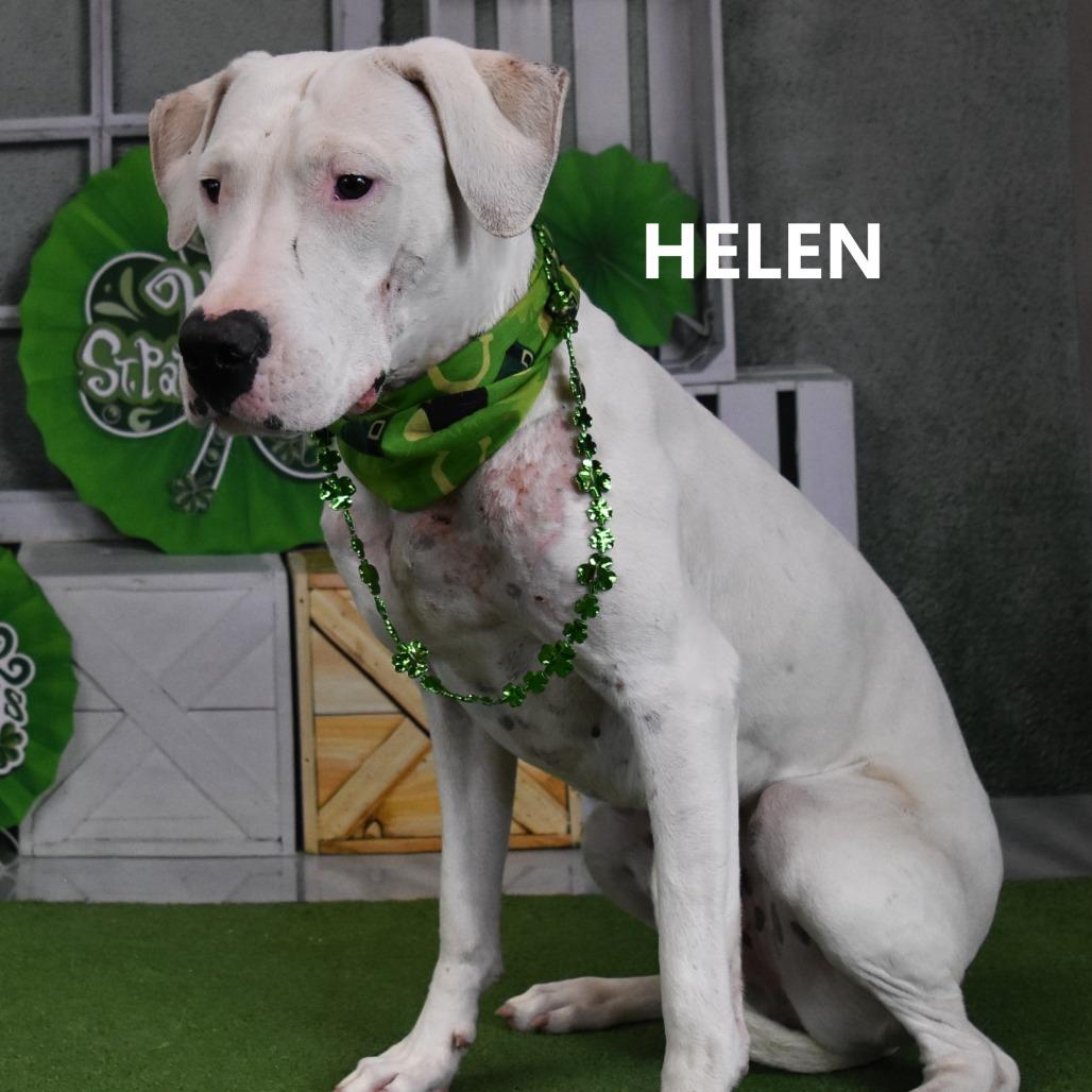 Enlarge Helen, a Adoptable mixed breed in Phoenix, AZ image 2/3