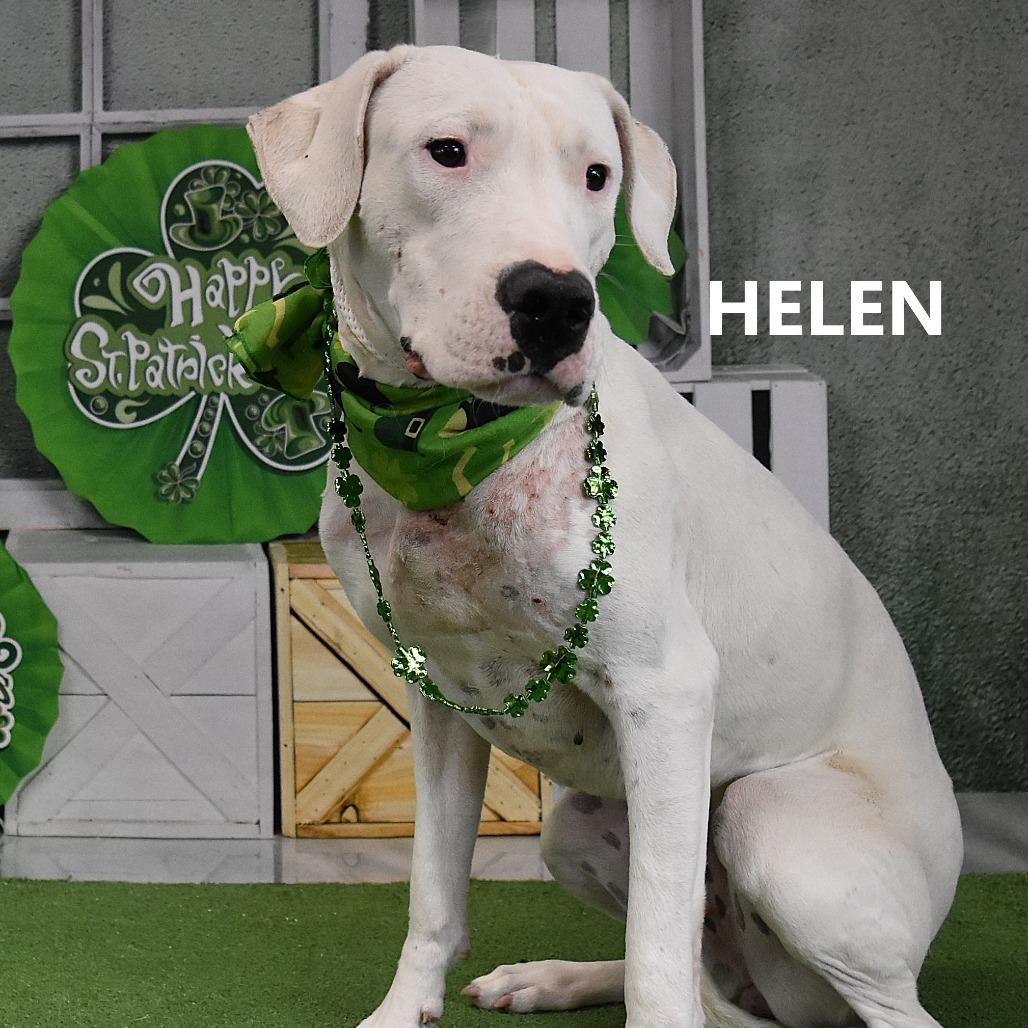 Enlarge Helen, a Adoptable mixed breed in Phoenix, AZ image 3/3
