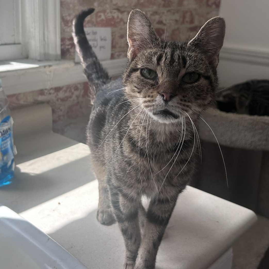 Enlarge Julia (teeny- tiny), an adopted Tabby in Huntington, NY image 2/2