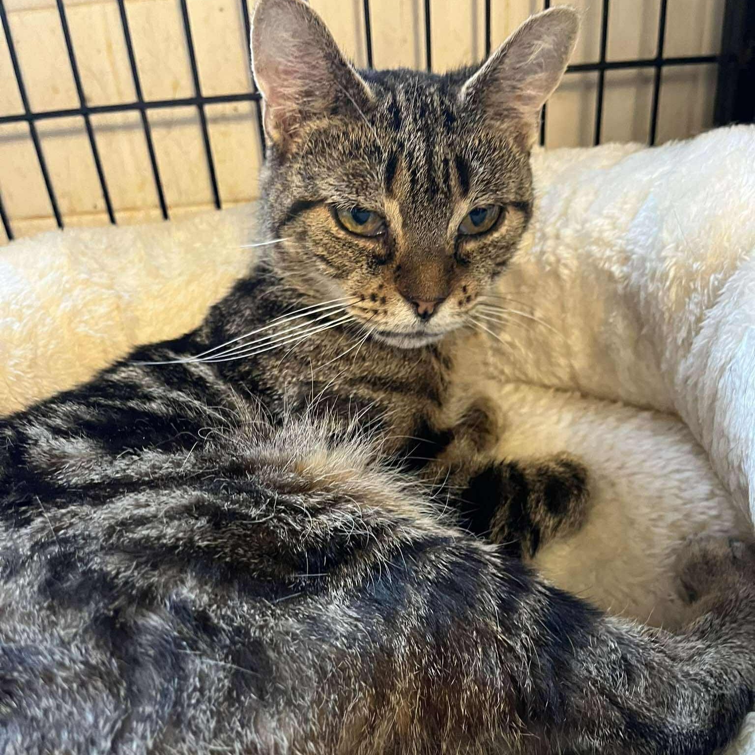Julia (teeny- tiny), adopted, Adult Female Tabby.