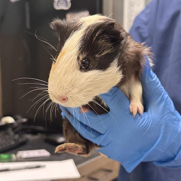 Enlarge Unknown, a Adoptable Guinea Pig in Tacoma, WA image 1/1