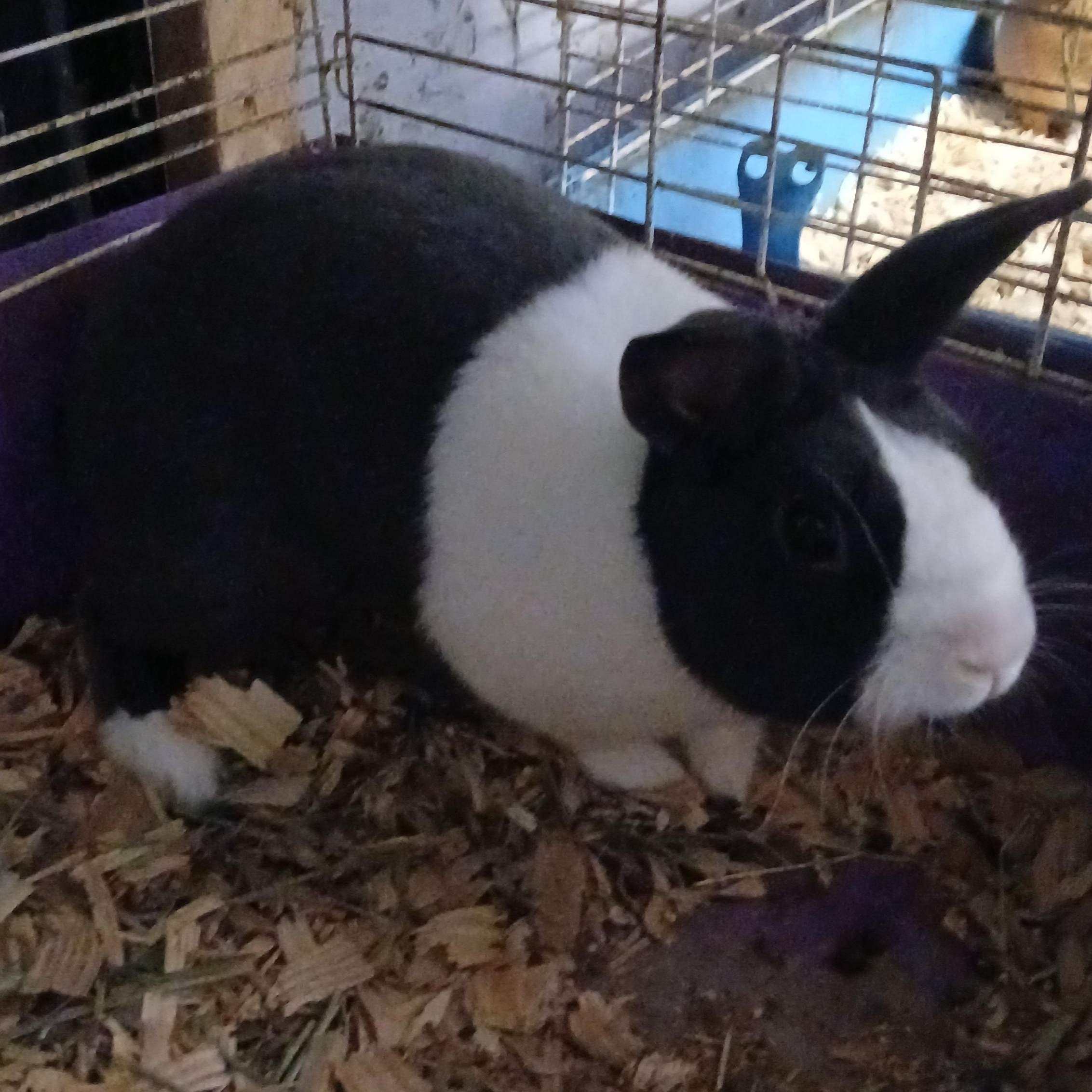 Littleton, Adoptable, Adult Male Dutch.