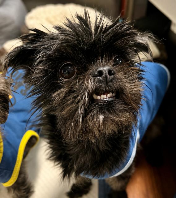 Enlarge Blu, a ADOPTABLE Shih Tzu in Orlando, FL image 1/1