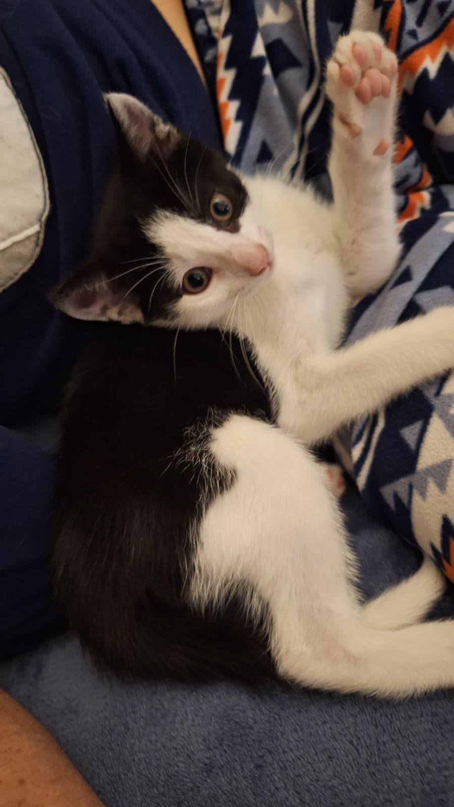 Tygra, a Adoptable Domestic Short Hair in Cumming, GA image 5/5