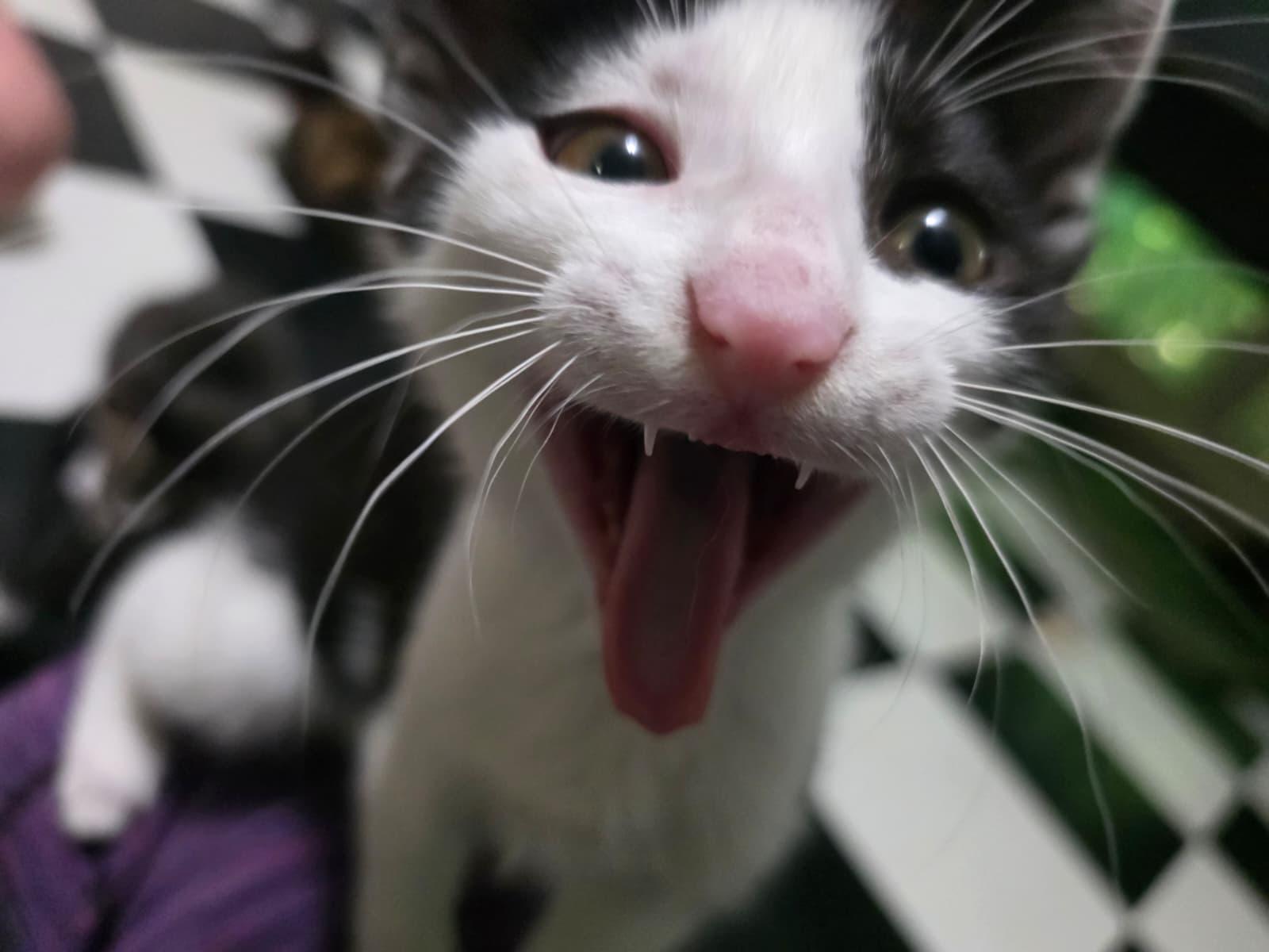 Tygra, a Adoptable Domestic Short Hair in Cumming, GA image 2/5