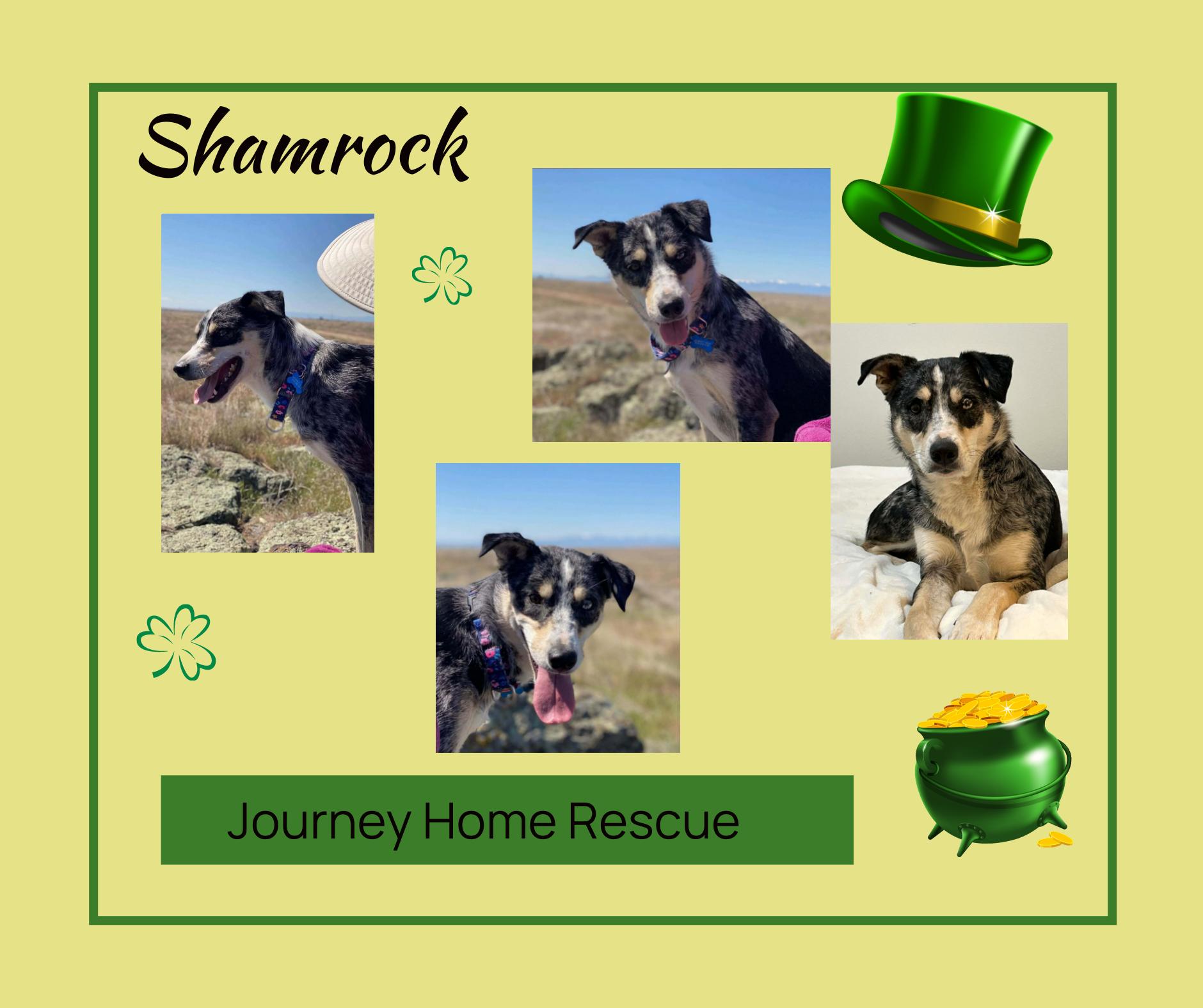 Enlarge Shamrock, a ADOPTABLE mixed breed in East Wenatchee, WA image 1/1