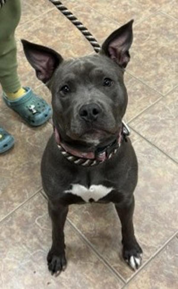 Lola, Adoptable, Young Female Pit Bull Terrier.