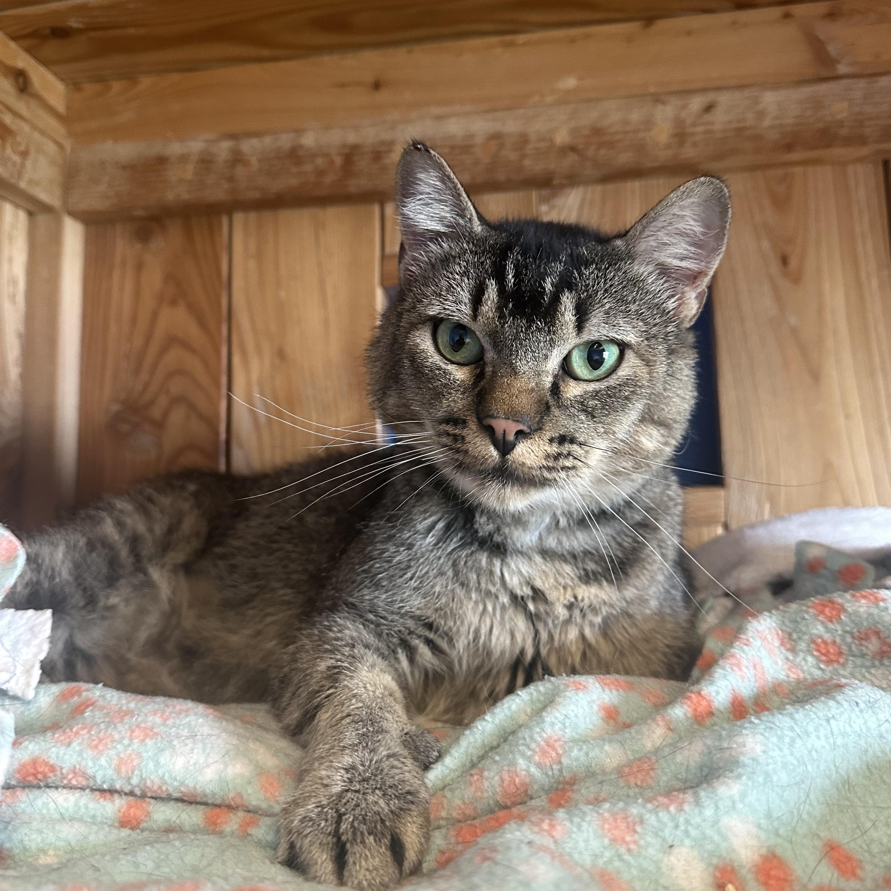 Bernard, an adoptable Domestic Short Hair in Brookings, SD, 57006 | Photo Image 1