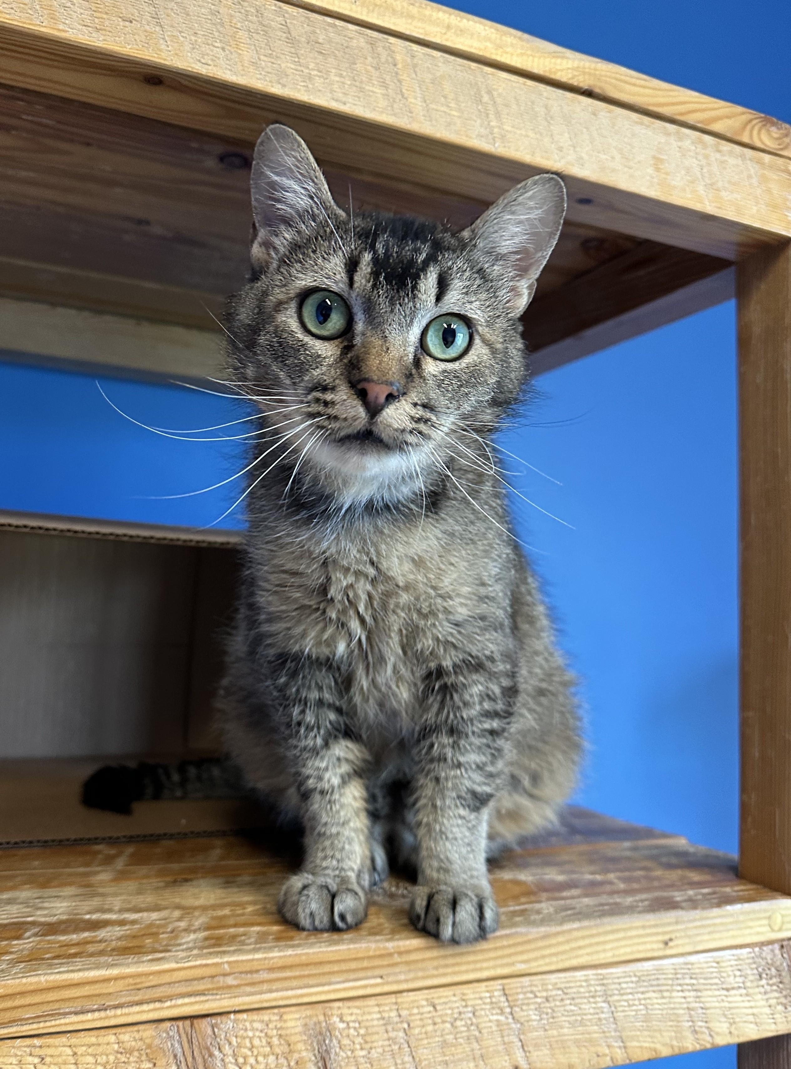 Bernard, an adoptable Domestic Short Hair in Brookings, SD, 57006 | Photo Image 4