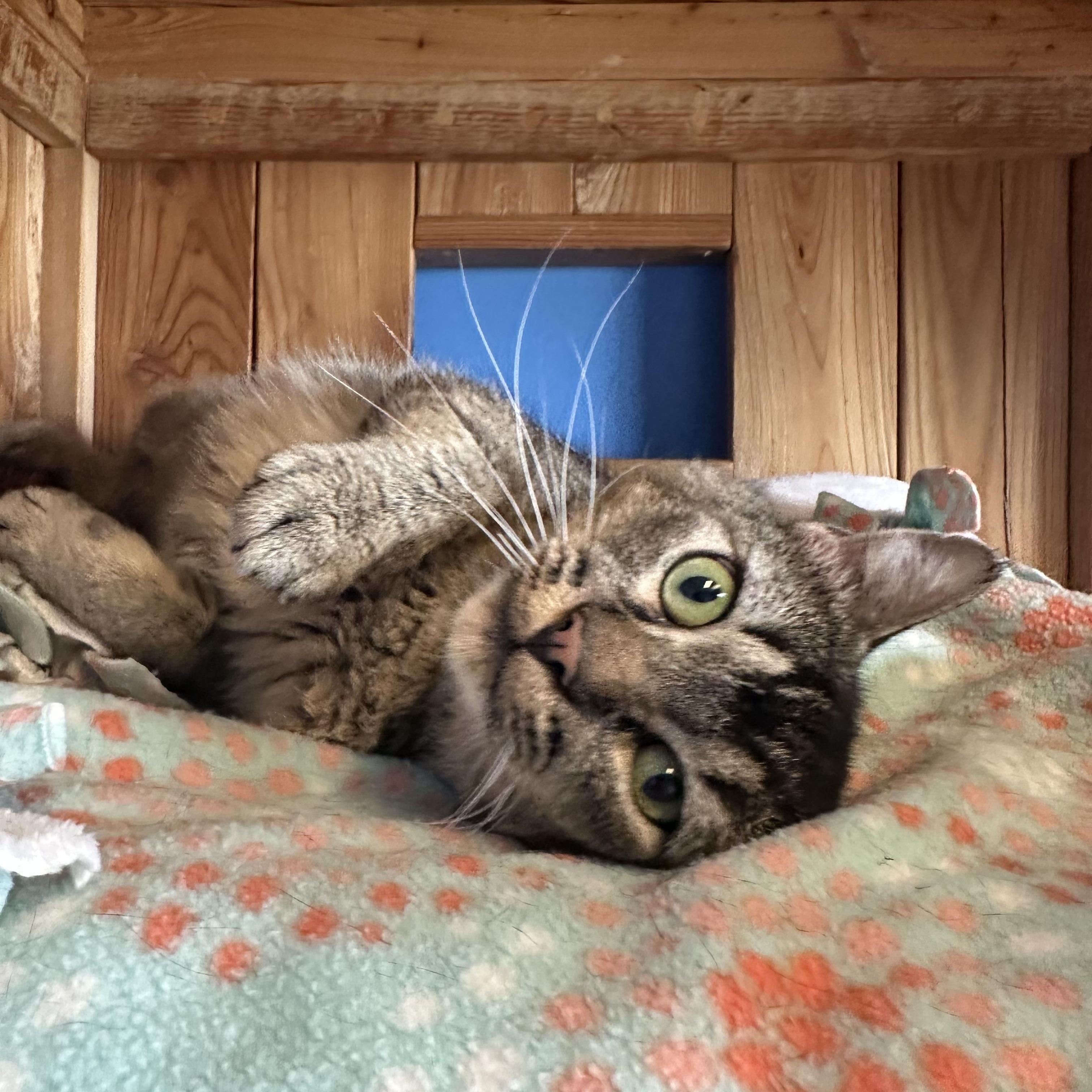 Bernard, an adoptable Domestic Short Hair in Brookings, SD, 57006 | Photo Image 2