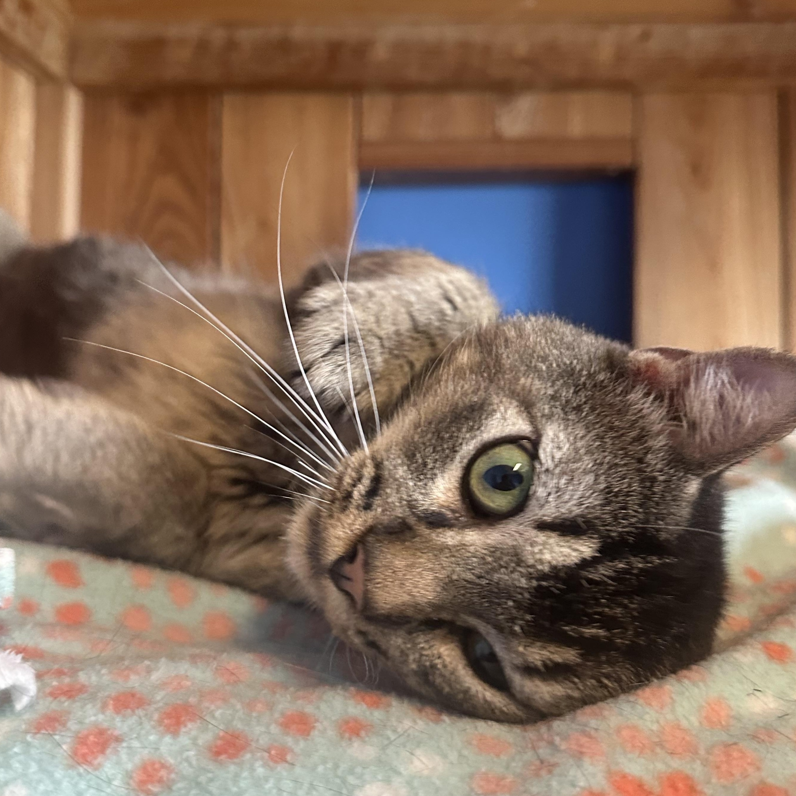 Bernard, an adoptable Domestic Short Hair in Brookings, SD, 57006 | Photo Image 3