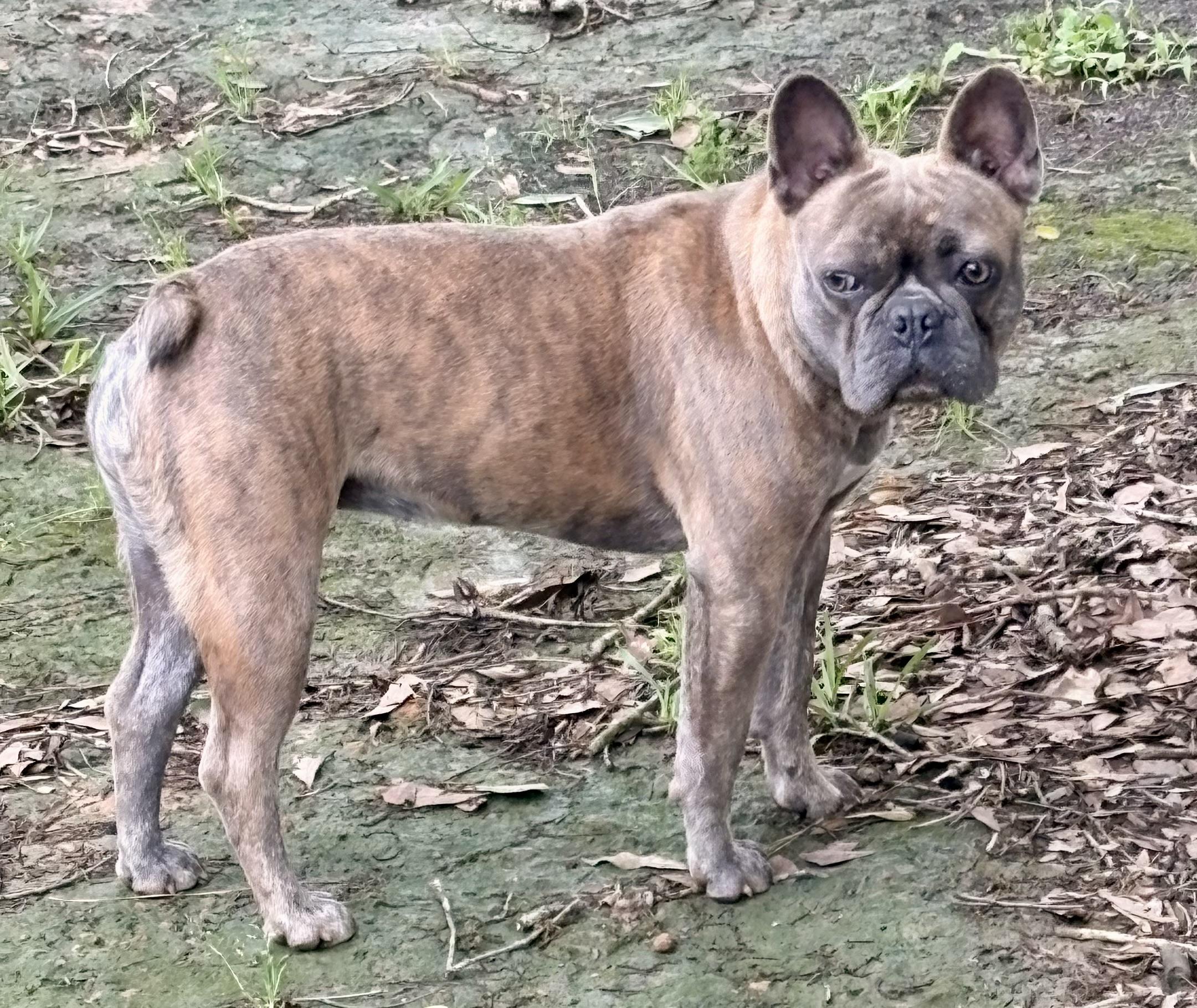 Honey Bunn, ADOPTABLE, Young Female French Bulldog & Boston Terrier.