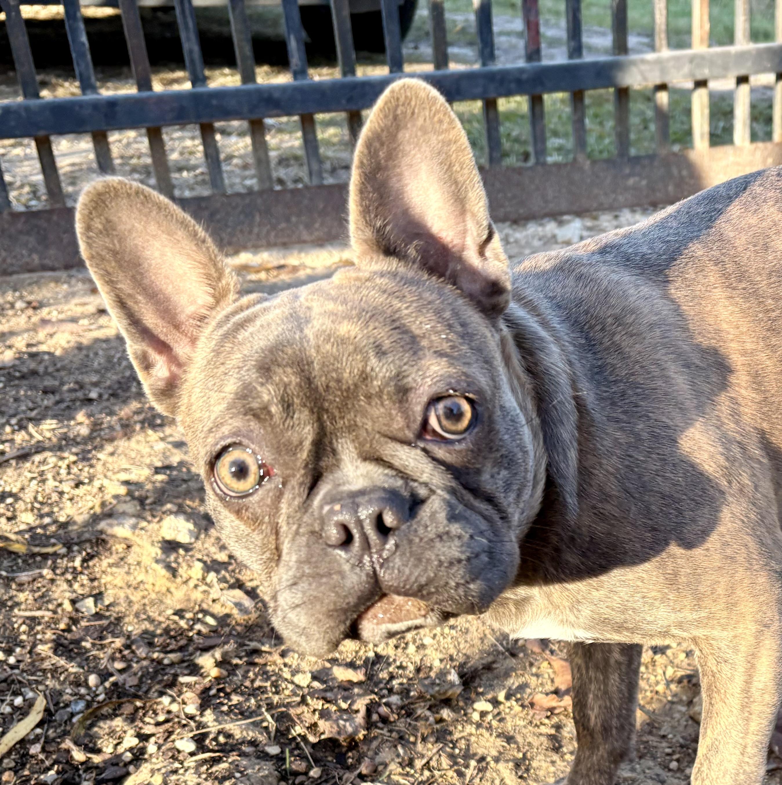Enlarge Honey Bunn, a ADOPTABLE mixed breed in Wausau , WI image 2/6