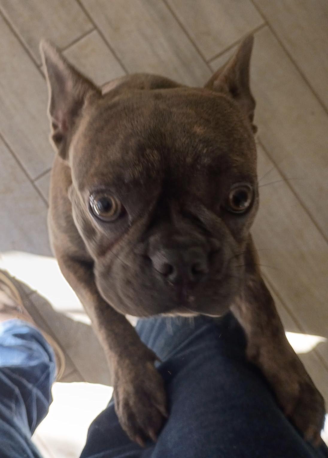 Enlarge Honey Bunn, a ADOPTABLE mixed breed in Wausau , WI image 5/6