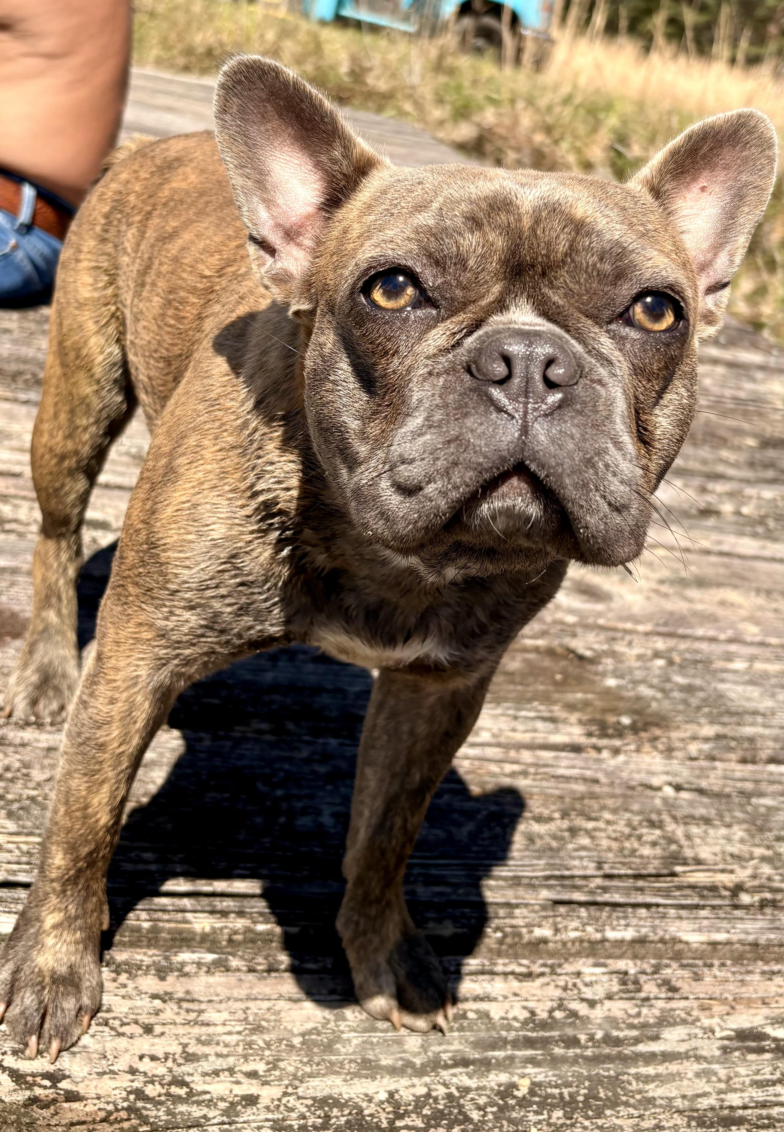Enlarge Honey Bunn, a ADOPTABLE mixed breed in Wausau , WI image 3/6