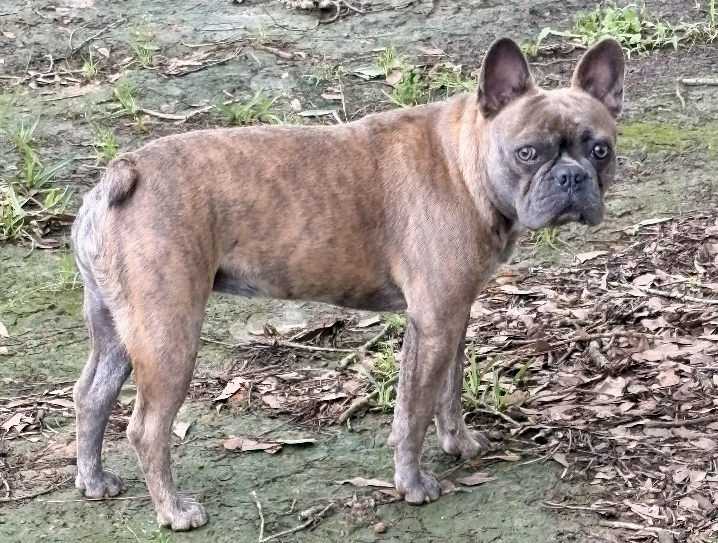 Enlarge Honey Bunn, a ADOPTABLE mixed breed in Wausau , WI image 6/6