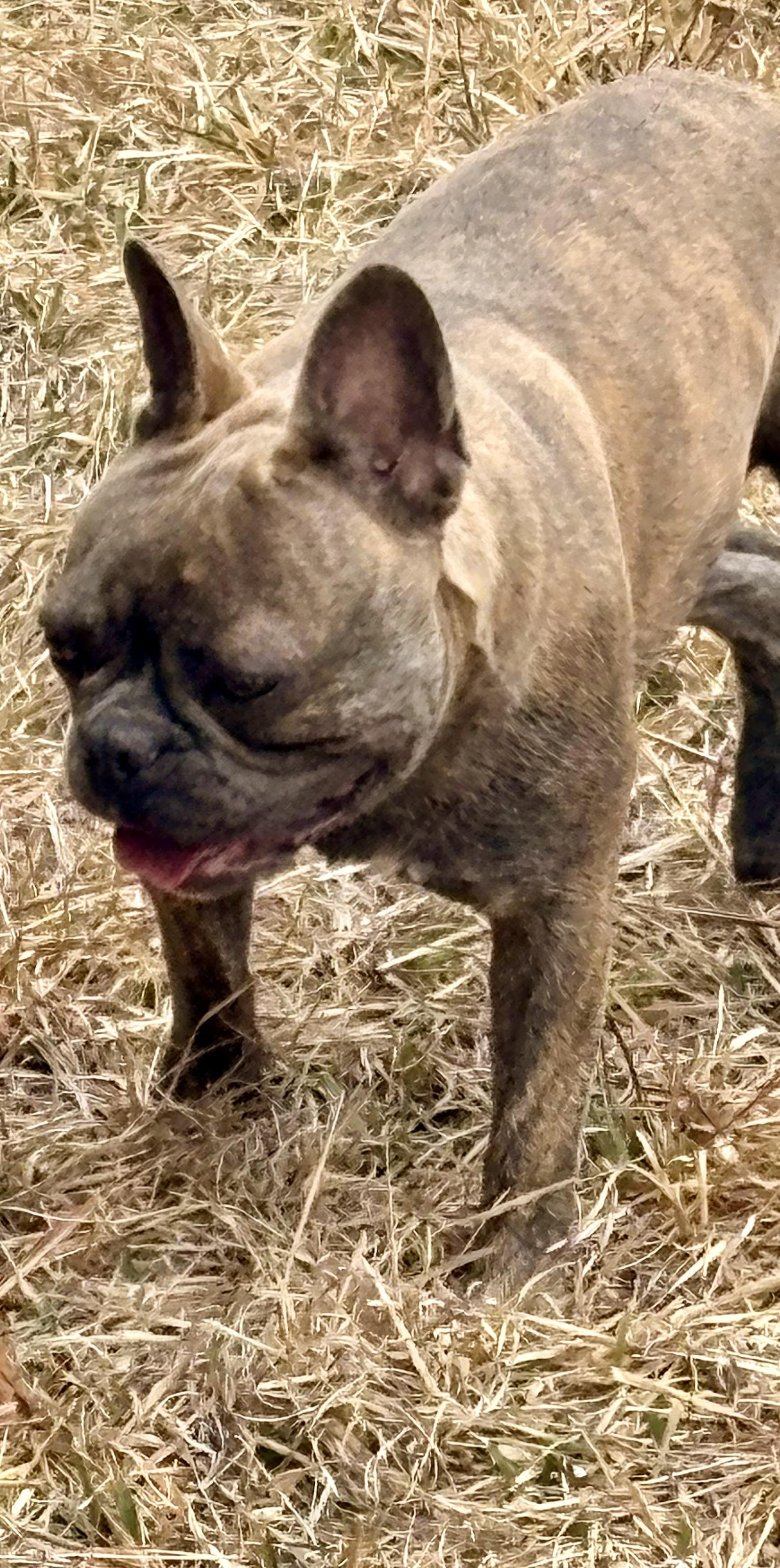 Enlarge Honey Bunn, a ADOPTABLE mixed breed in Wausau , WI image 4/6
