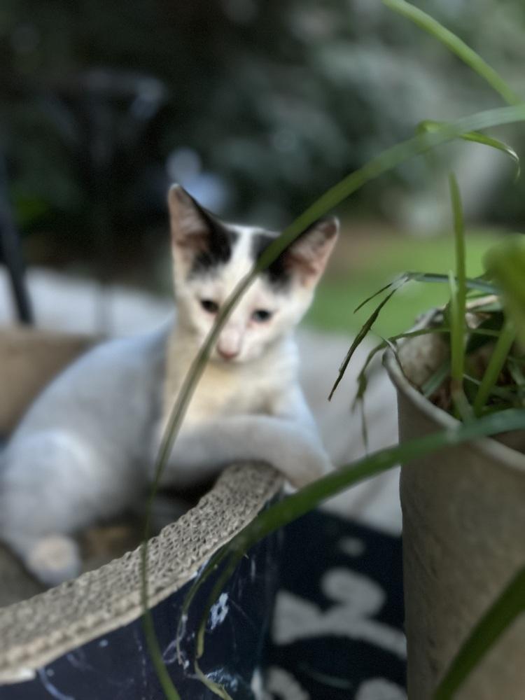 CL - Penn, Adoptable, Kitten Male Domestic Short Hair.