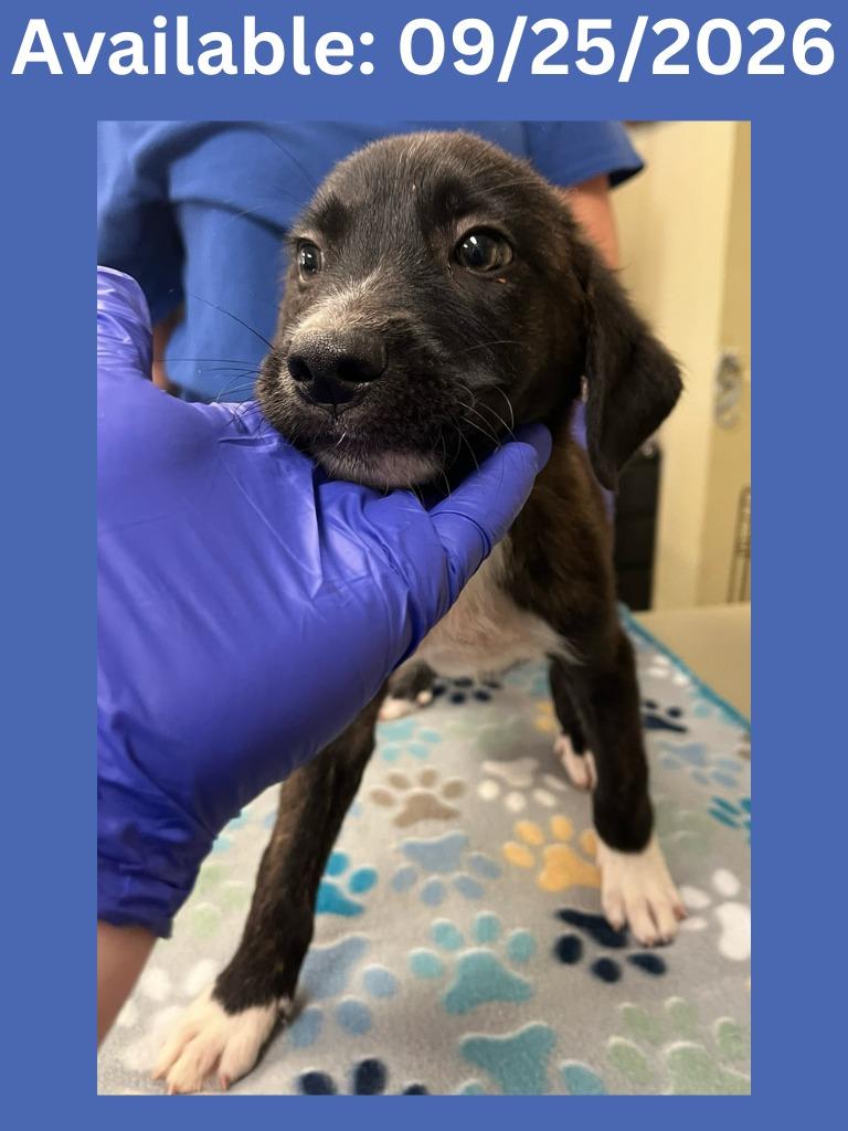 Dog Kennel #25, Adoptable, Puppy Male Shepherd & Mixed Breed.