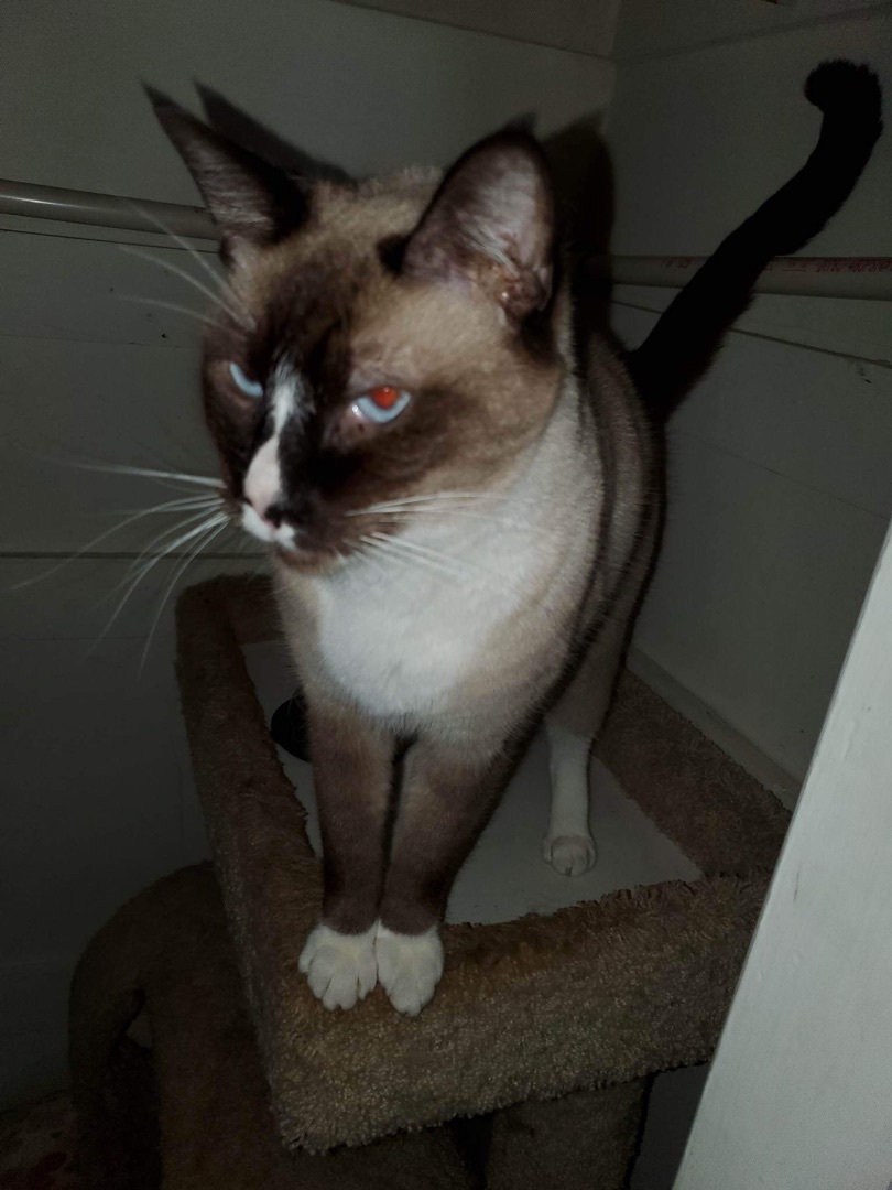 TOFFEE, Adoptable, Adult Male Siamese.