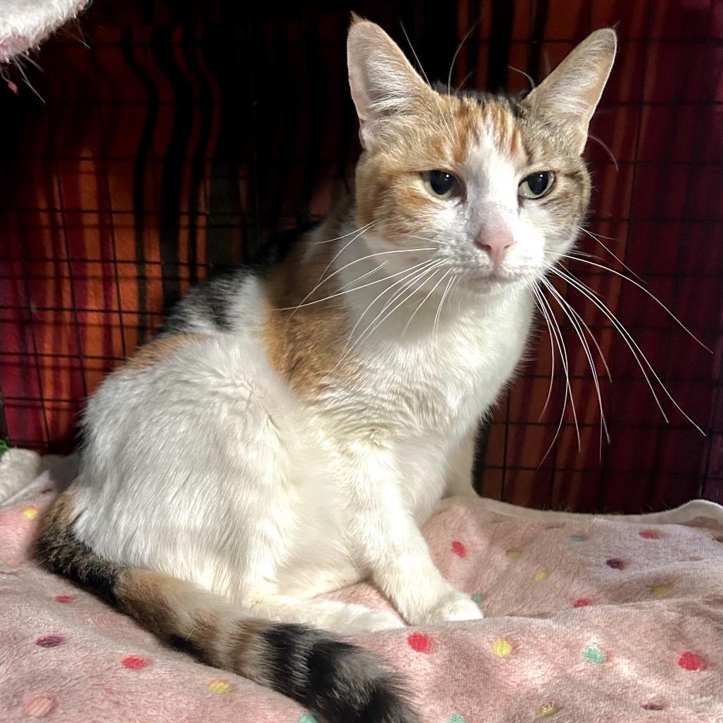 Enlarge Patches, a Adoptable Domestic Short Hair in Denison, TX image 1/4