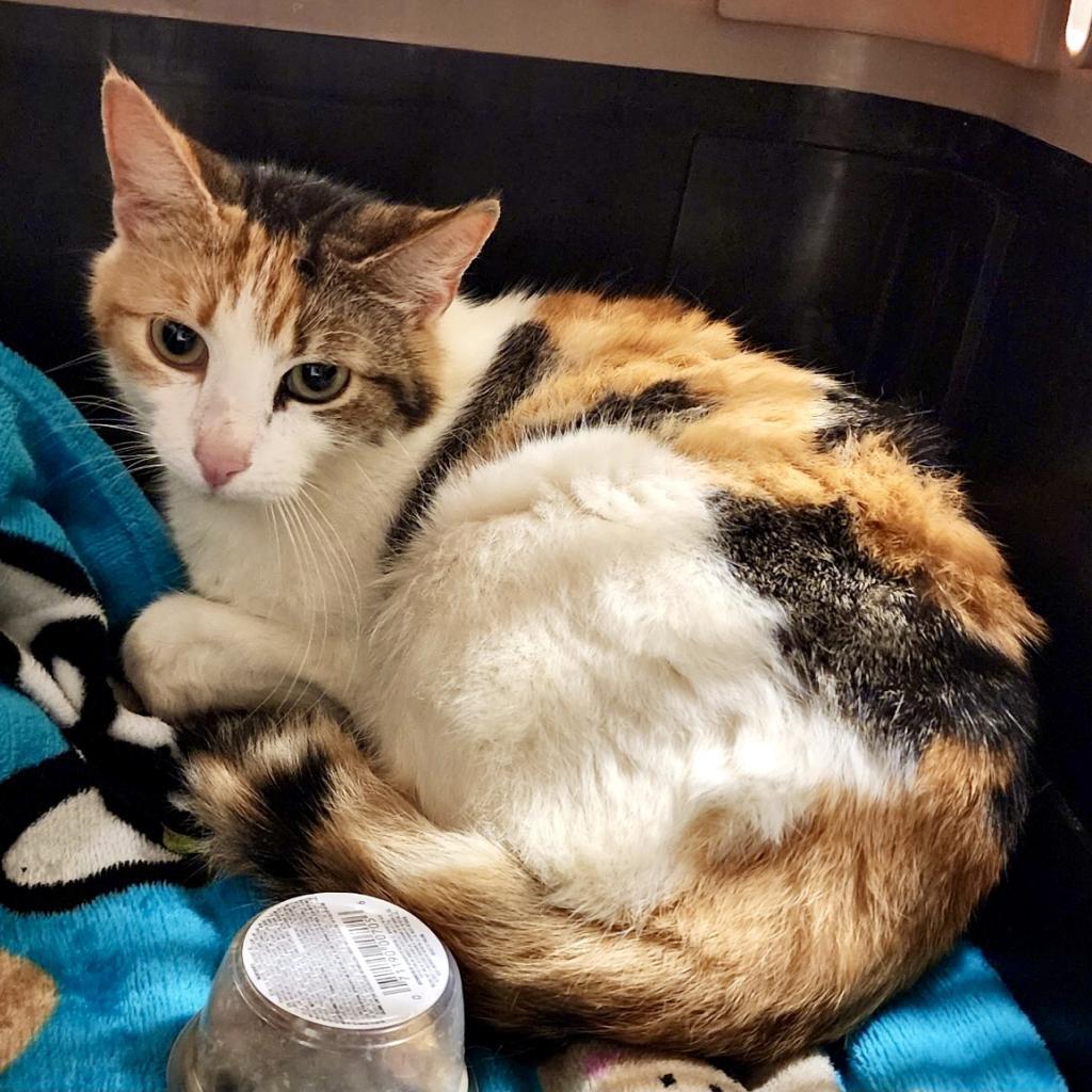 Enlarge Patches, a Adoptable Domestic Short Hair in Denison, TX image 3/4