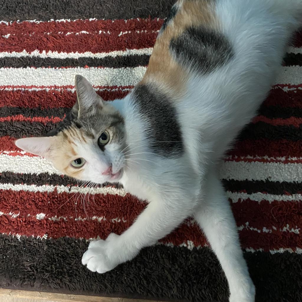 Enlarge Patches, a Adoptable Domestic Short Hair in Denison, TX image 4/4