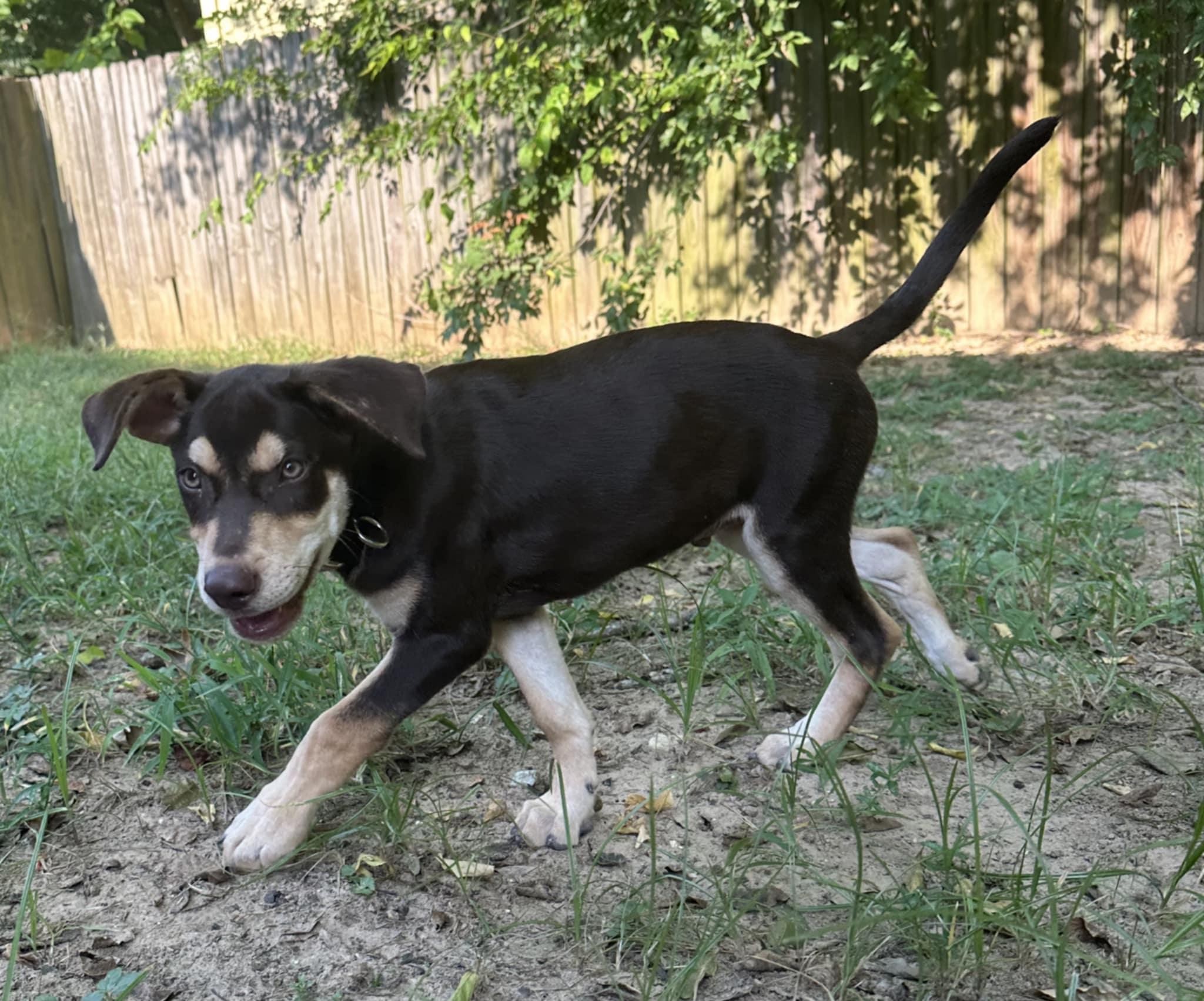 Enlarge Hank, a Adoptable mixed breed in Annandale, VA image 3/6