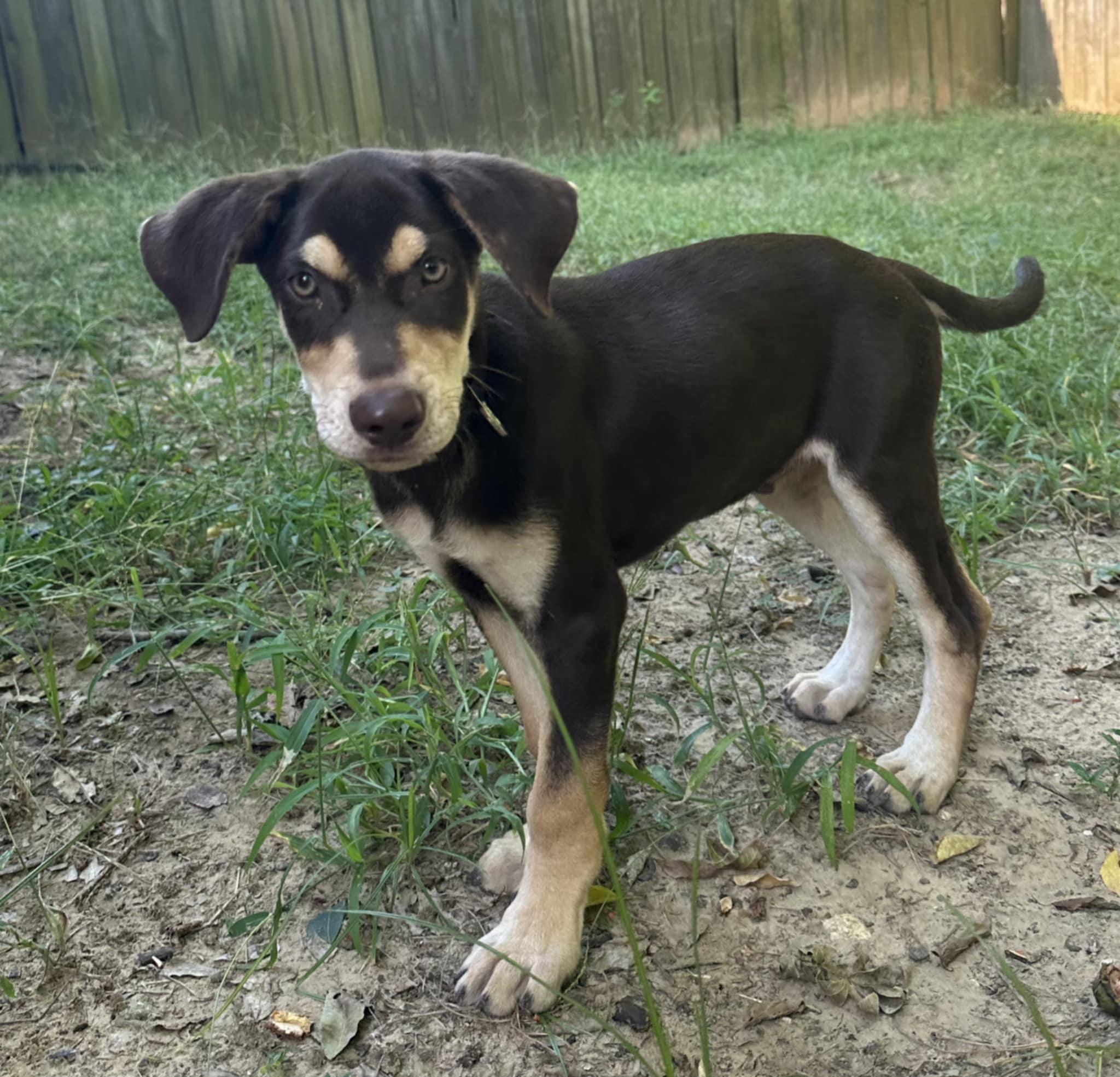 Enlarge Hank, a Adoptable mixed breed in Annandale, VA image 4/6