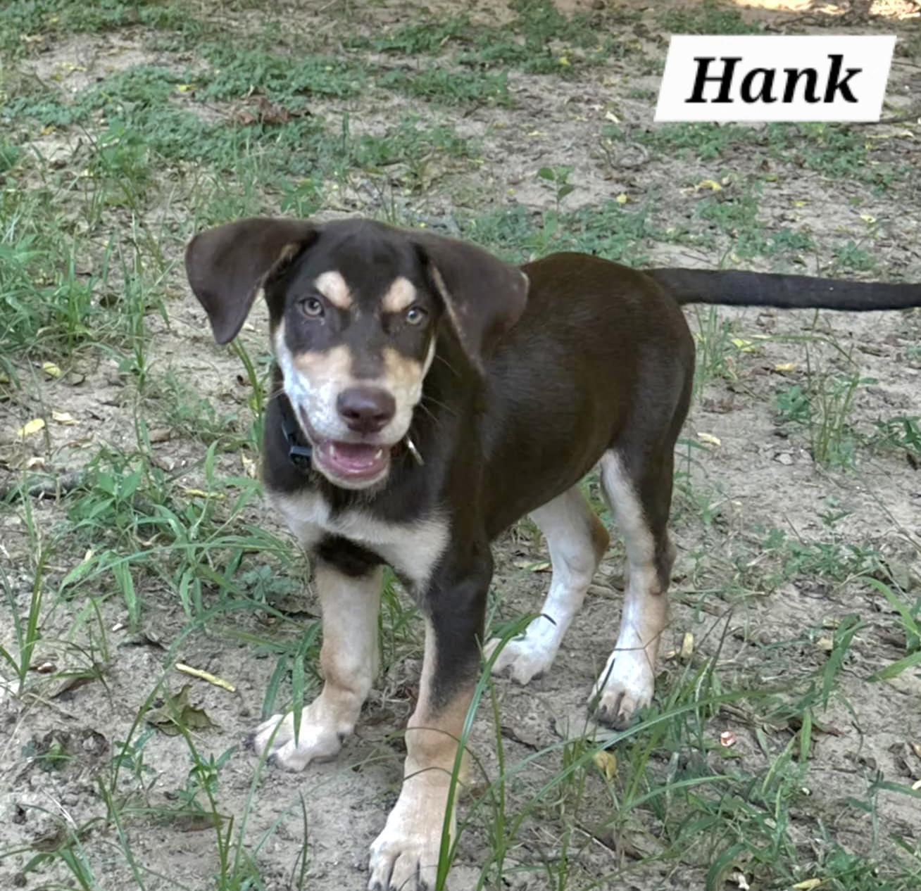 Enlarge Hank, a Adoptable mixed breed in Annandale, VA image 2/6
