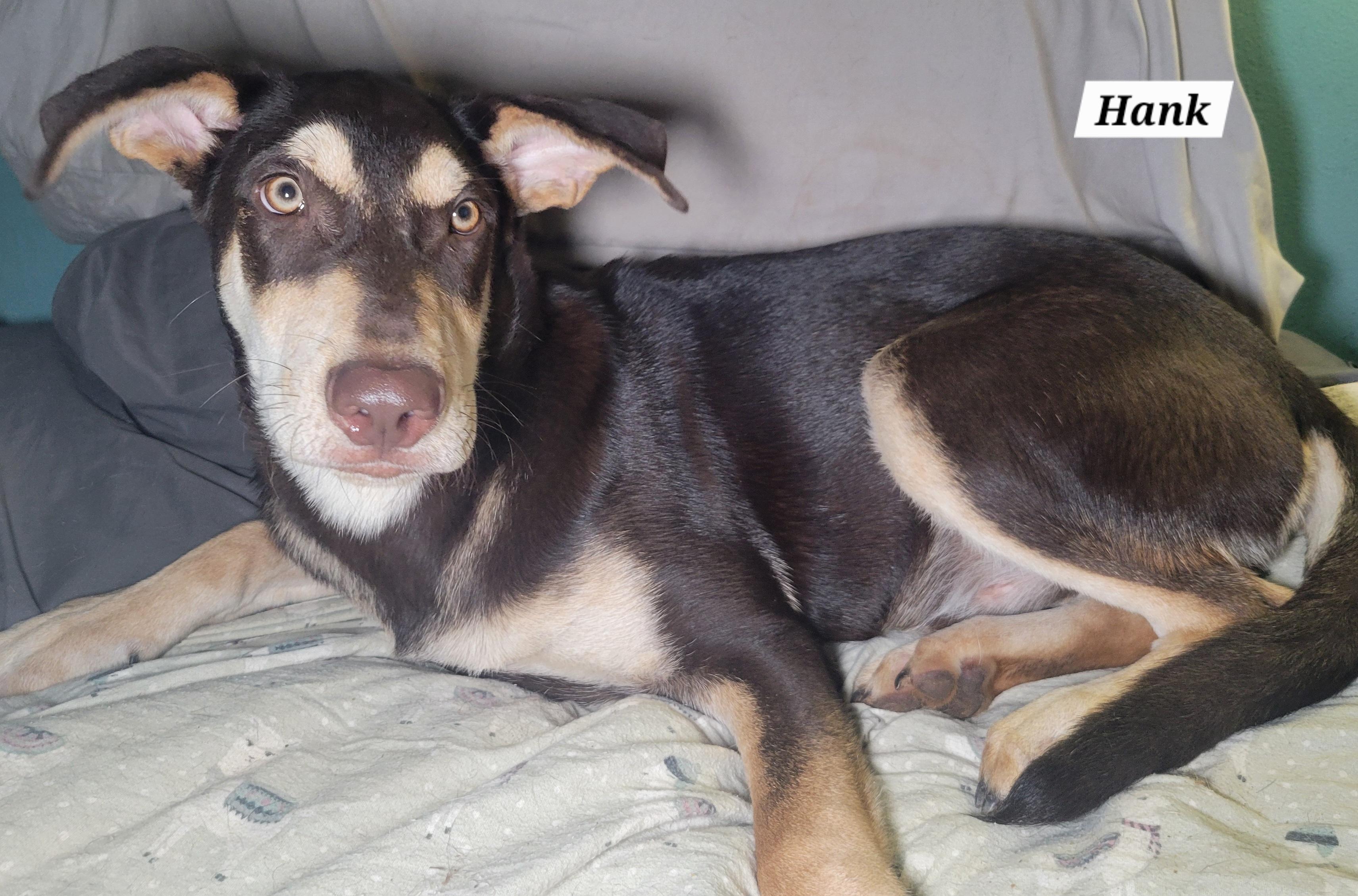 Hank, Adoptable, Young Male Shepherd.