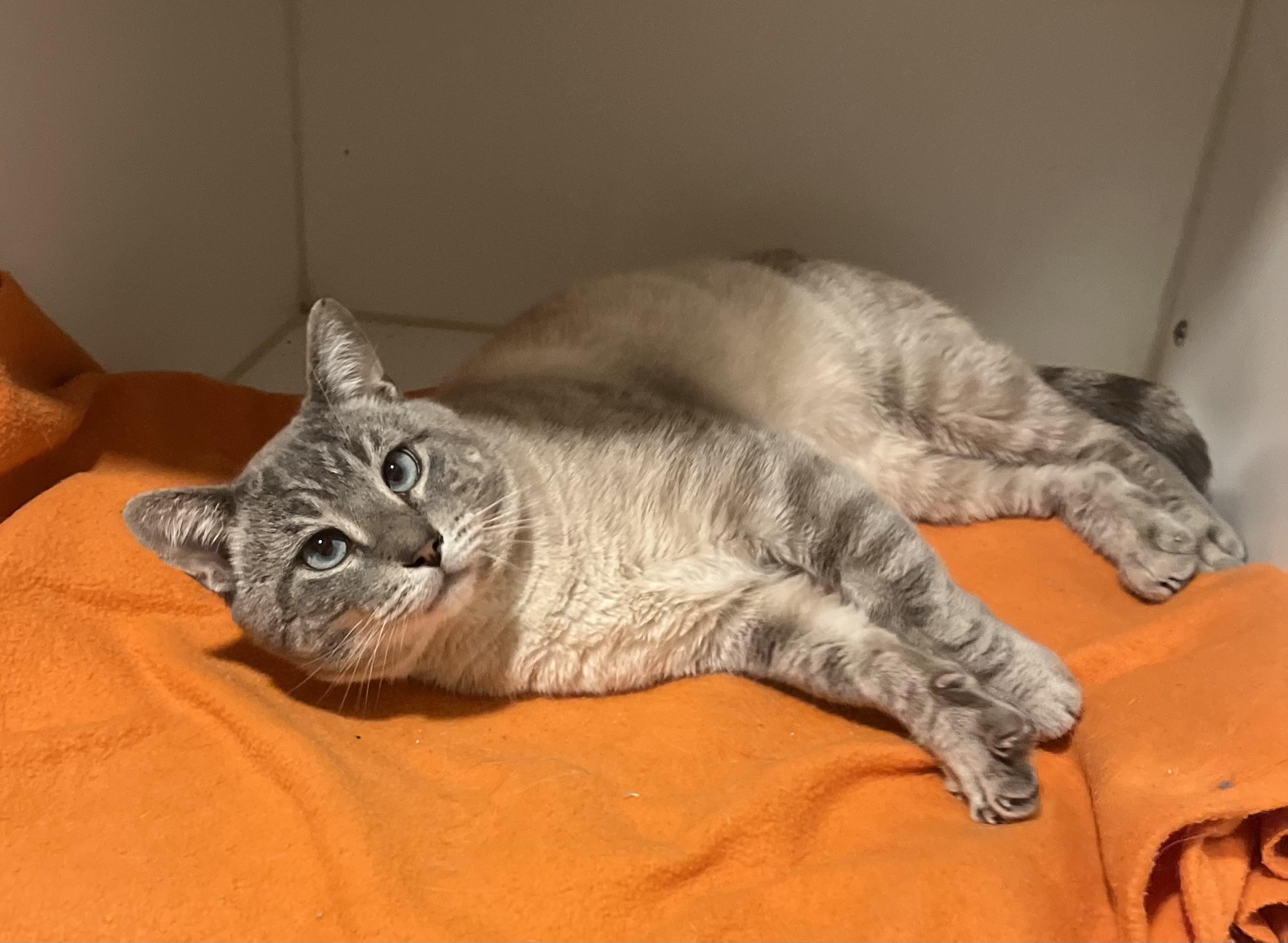 Enlarge Leo, an adopted mixed breed in St. Clair, MI image 2/2