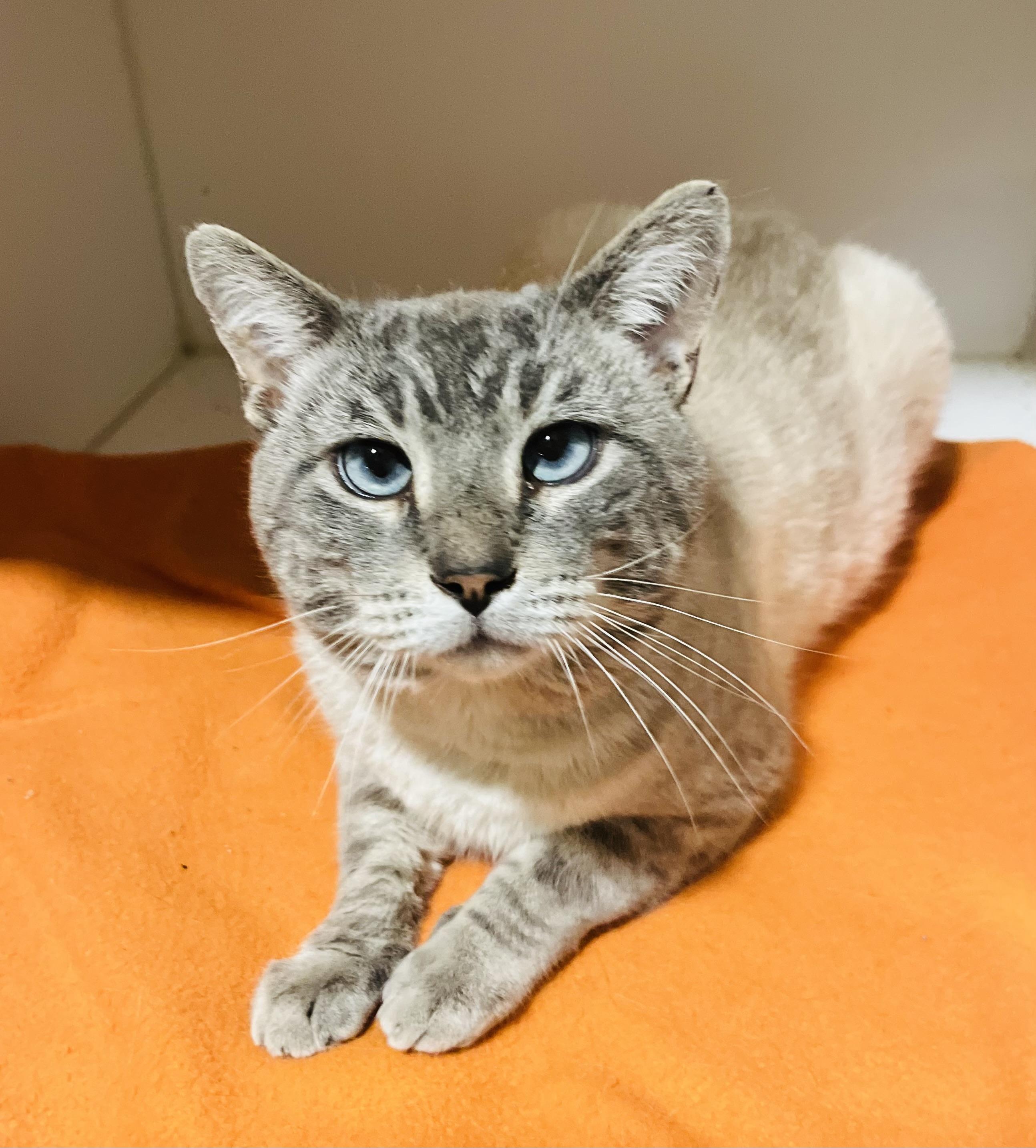 Enlarge Leo, an adopted mixed breed in St. Clair, MI image 1/2