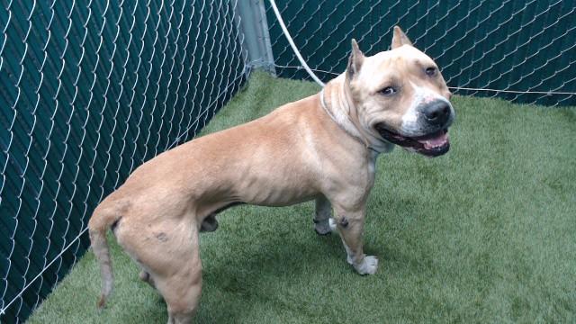 Enlarge TITUS, a Adoptable Pit Bull Terrier in Downey, CA image 1/1