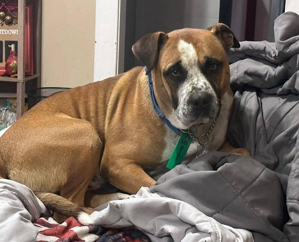 Hot Toddy, a Adoptable mixed breed in Denver, CO image 2/4