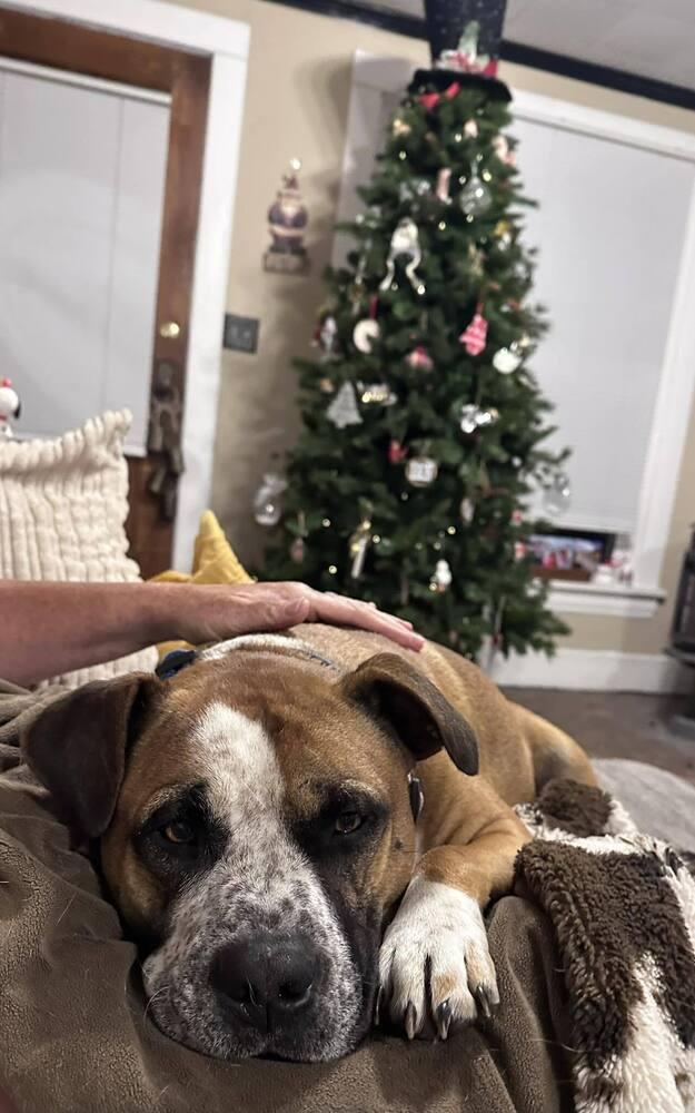 Hot Toddy, a Adoptable mixed breed in Denver, CO image 4/4