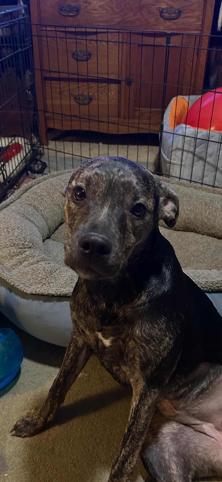 Enlarge Maggie, a Adoptable mixed breed in Harrodsburg, KY image 6/6