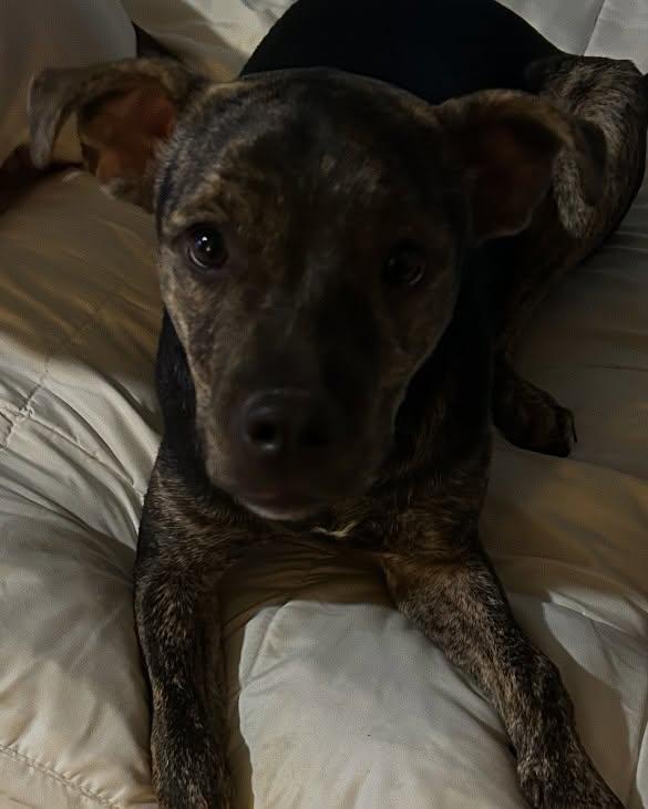 Enlarge Maggie, a Adoptable mixed breed in Harrodsburg, KY image 4/6