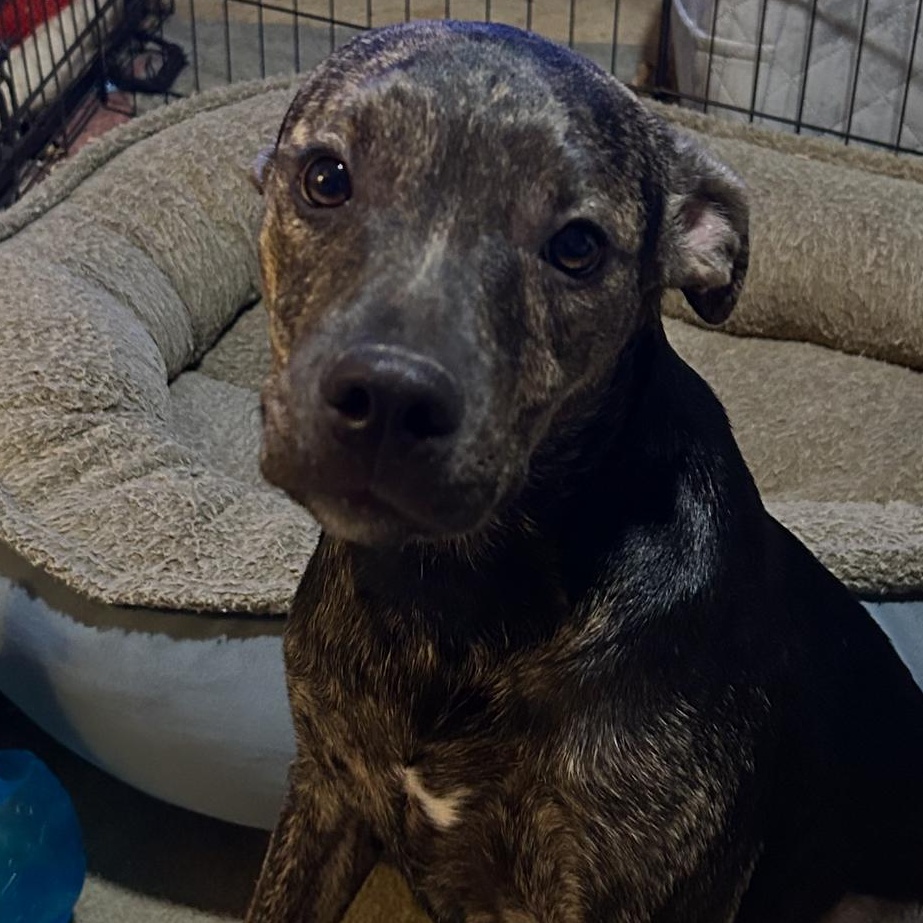 Enlarge Maggie, a Adoptable mixed breed in Harrodsburg, KY image 2/6