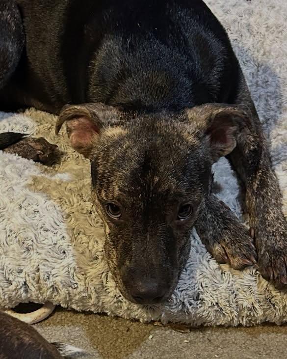 Enlarge Maggie, a Adoptable mixed breed in Harrodsburg, KY image 1/6
