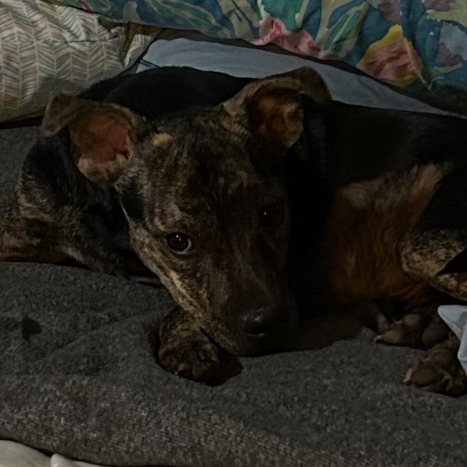 Enlarge Maggie, a Adoptable mixed breed in Harrodsburg, KY image 5/6