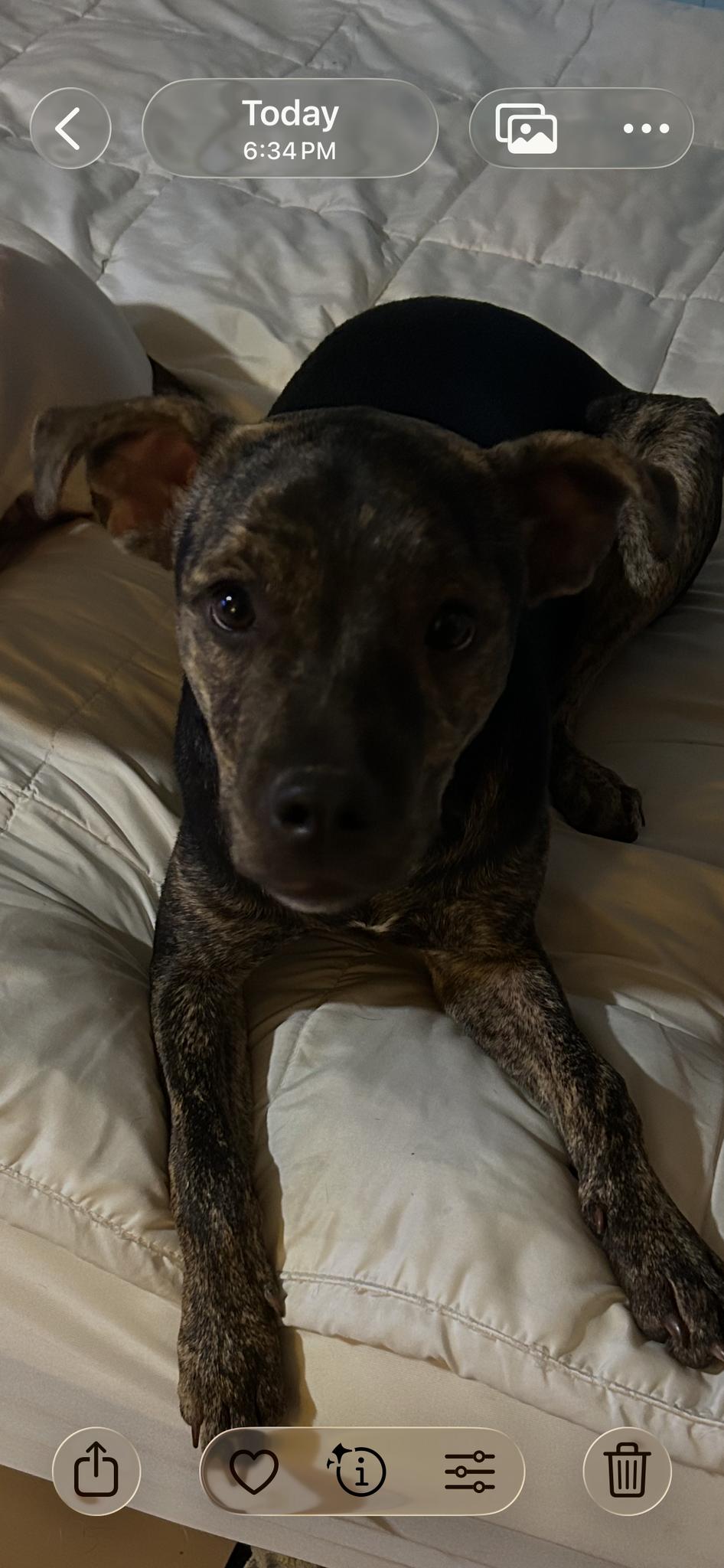 Enlarge Maggie, a Adoptable mixed breed in Harrodsburg, KY image 3/6