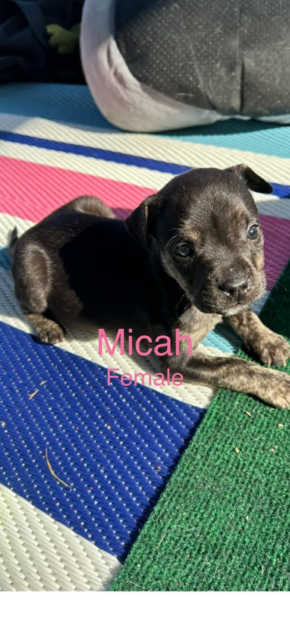 Enlarge Micah, a Adoptable mixed breed in Harrodsburg, KY image 2/3
