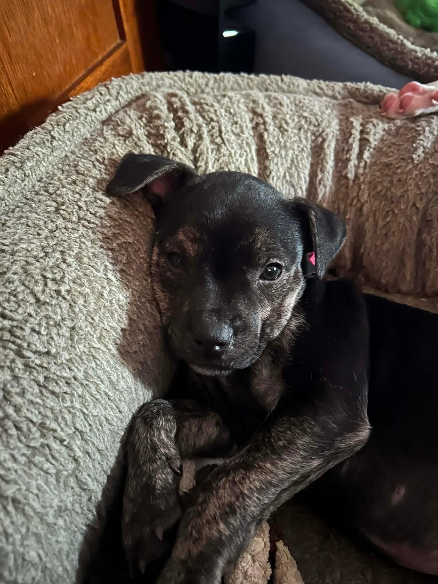 Enlarge Micah, a Adoptable mixed breed in Harrodsburg, KY image 1/3