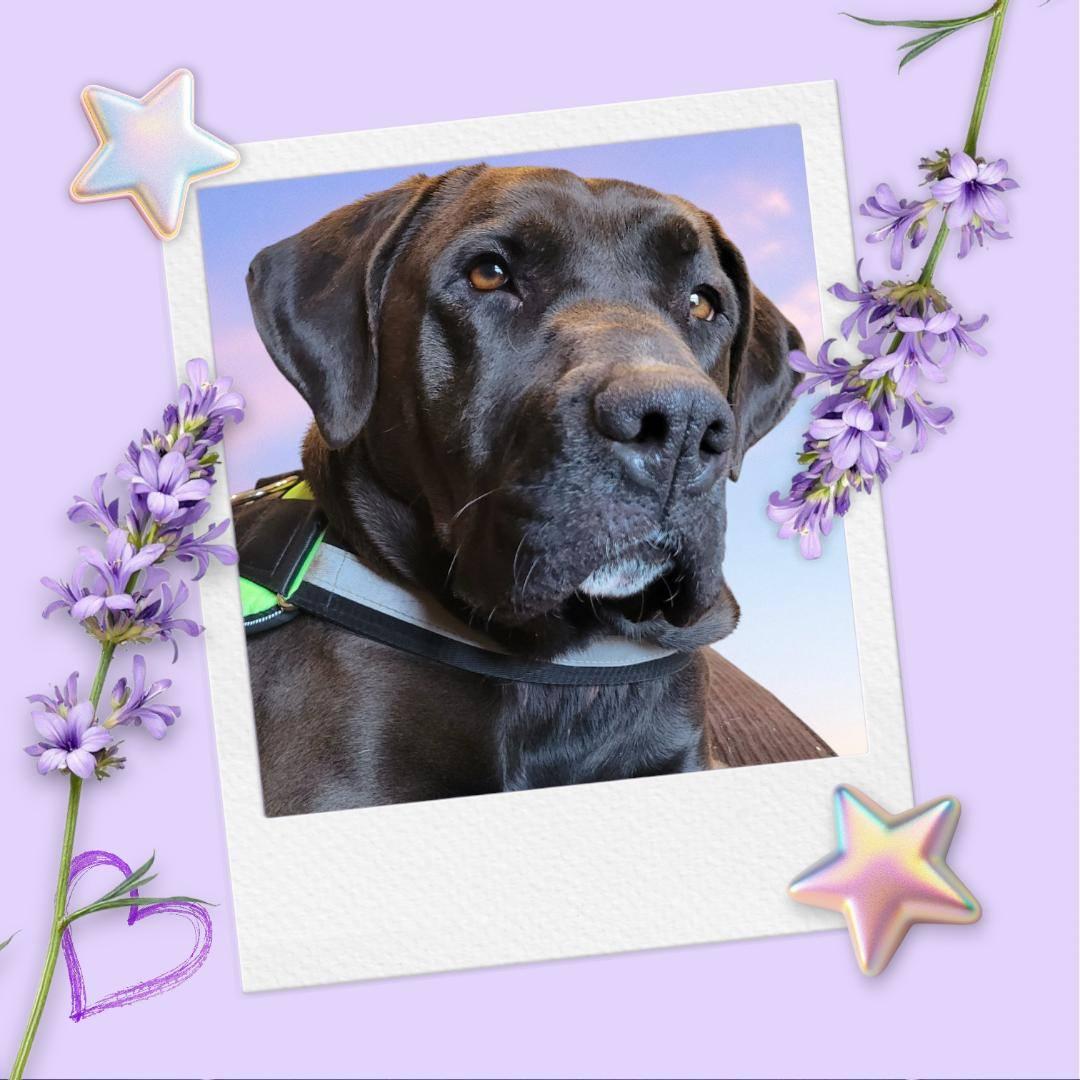 Baby, an adoptable Mastiff in Sterling, KS, 67579 | Photo Image 2