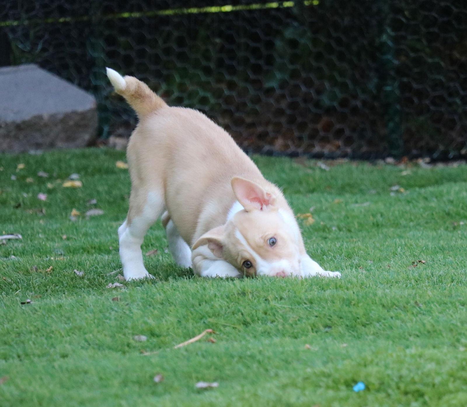 Hope - *Courtesy Listing*, Adoptable, Puppy Female Husky.