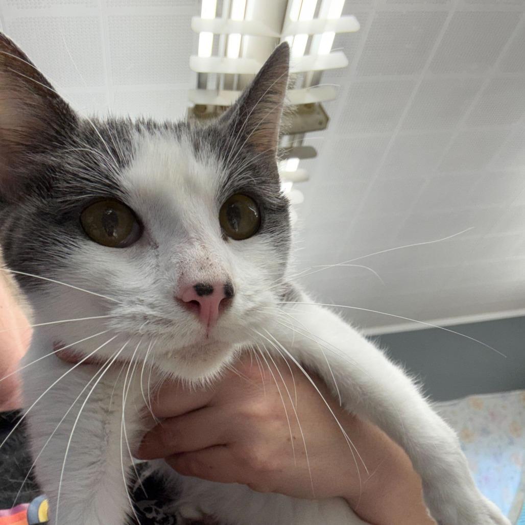 Eunice, Adoptable, Kitten Female Domestic Short Hair.