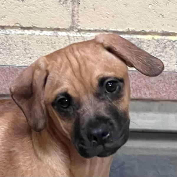 Enlarge Scrambled, a Adoptable mixed breed in Walnut Creek, CA image 1/1