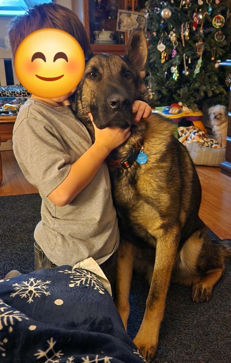 Osito, a ADOPTABLE German Shepherd Dog in Woodland, CA image 2/2